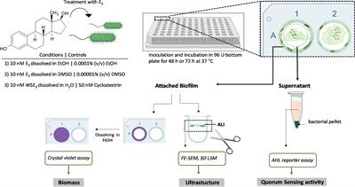 Effects of the Sex Steroid Hormone Estradiol on Biofilm Growth of Cystic Fibrosis Pseudomonas aeruginosa Isolates